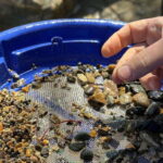 Kelowna E-Bike Gold Panning Expedition - Who Will Love This Experience?