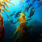 Kelp Forest Spearfishing Adventure - Deep Dive: What Makes This Tour Stand Out?