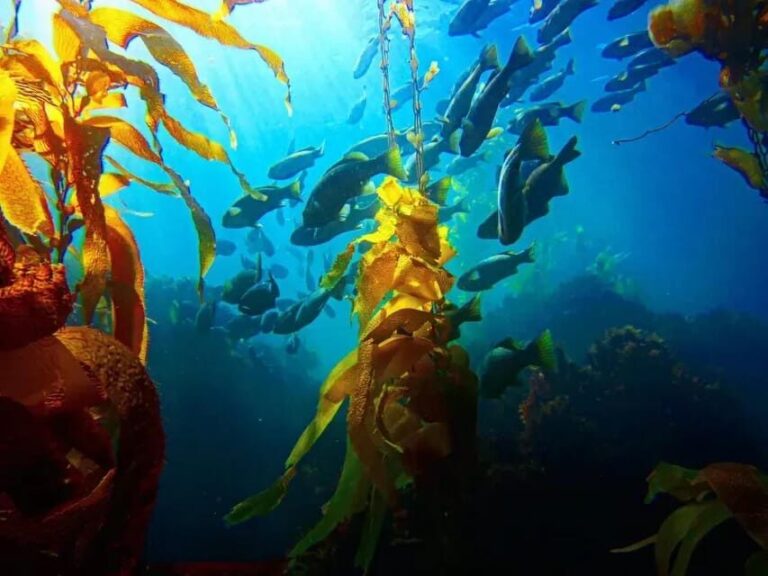 Kelp Forest Spearfishing Adventure - Deep Dive: What Makes This Tour Stand Out?