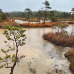Kemeri National Park Guided Tour - Is This Tour Worth It?