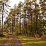 Kemi-Tornio: Husky Farm Visit with Hotel Pickup - summer - Who Should Consider This Tour?