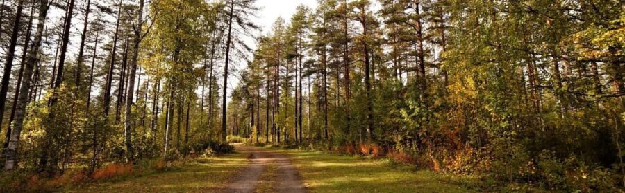 Kemi-Tornio: Husky Farm Visit with Hotel Pickup - summer - Who Should Consider This Tour?