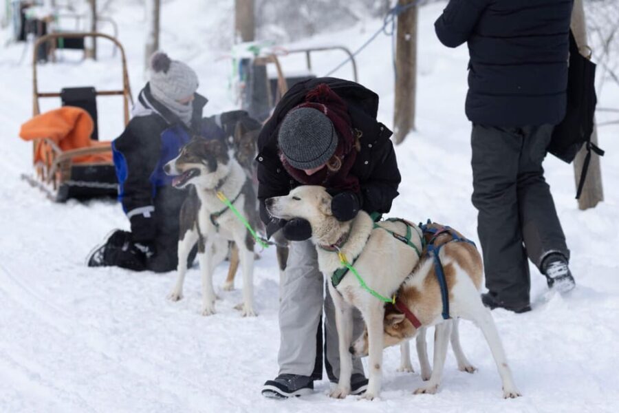 Kemi-Tornio: Husky Sled Ride with Hot Drink - Analyzing the Value