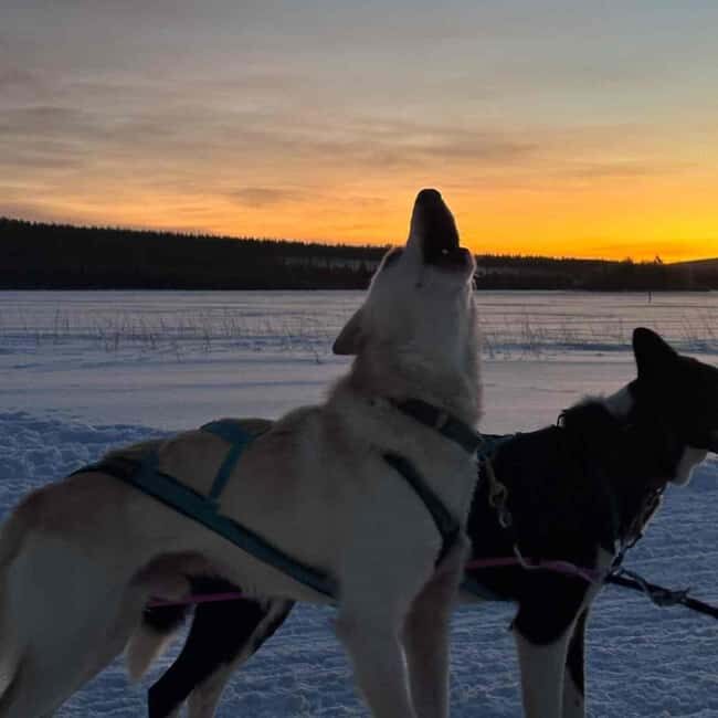 Kemijärvi: Insider 10 km Self-Drive Husky Sledding Adventure - Analyzing the Value