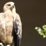 Kent: Eagle Heights Wildlife Foundation Entry Ticket - Final Thoughts