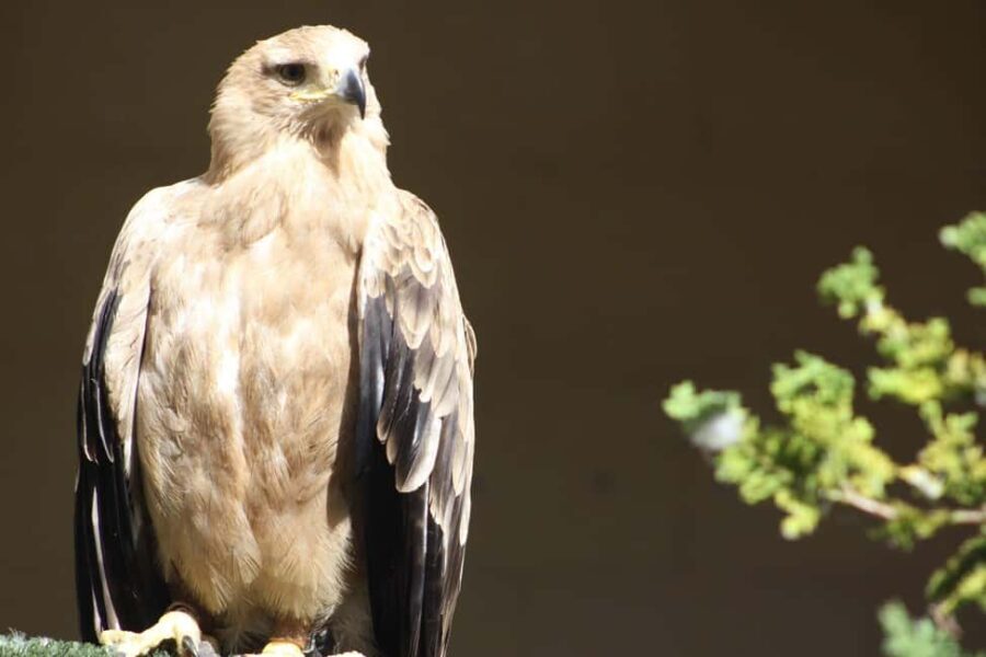 Kent: Eagle Heights Wildlife Foundation Entry Ticket - Final Thoughts