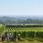 Kent: Yotes Court Vineyard Tour and Tasting - Who Will Love This Experience?