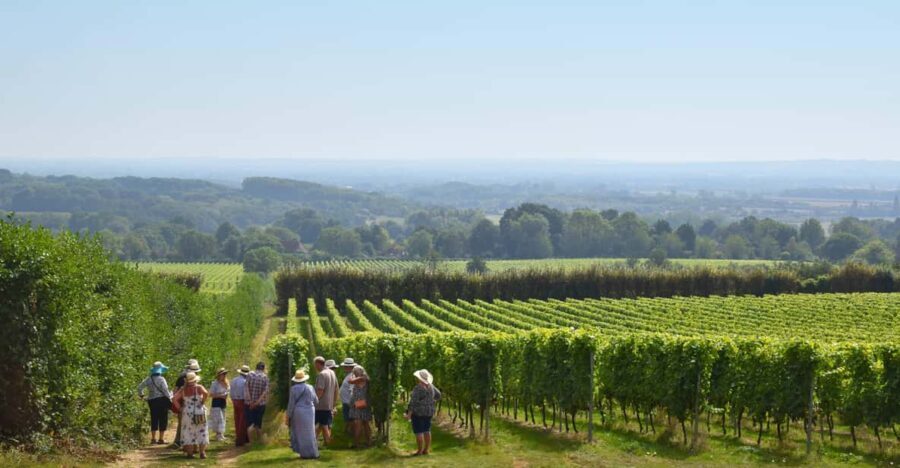 Kent: Yotes Court Vineyard Tour and Tasting - Who Will Love This Experience?