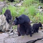 Ketchikan: Alaska Native Cultural and Scenic Shore Excursion - Final Thoughts