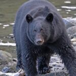 Ketchikan Alaska private tour - A Deep Dive into the Ketchikan Private Tour