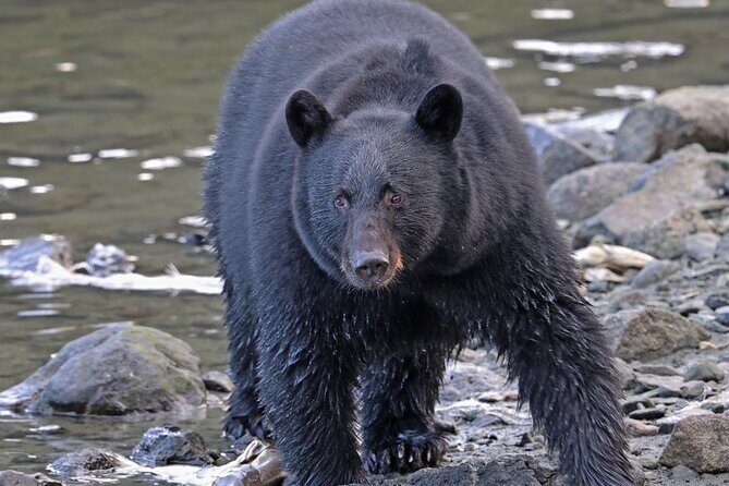 Ketchikan Alaska private tour - A Deep Dive into the Ketchikan Private Tour