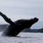Ketchikan: Kayak Eco-Tour - An Authentic Look at Alaska’s Marine Ecosystem
