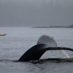 Ketchikan Kayak Eco-Tour - Who Should Consider This Tour?
