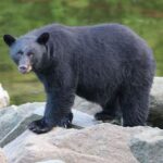 Ketchikan: Potlatch Park, City and Wildlife Private Van Tour - Who Will Enjoy This Tour?