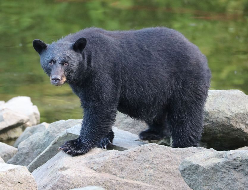 Ketchikan: Potlatch Park, City and Wildlife Private Van Tour - Who Will Enjoy This Tour?