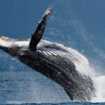 Ketchikan Ultimate Whale Watching, Wildlife, & Wilderness Dining - The Cost and Value