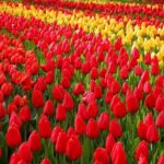 Keukenhof and Flower Fields Private Tour from Amsterdam - FAQ