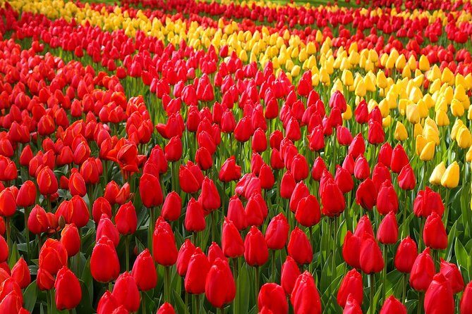 Keukenhof and Flower Fields Private Tour from Amsterdam - FAQ