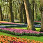 Keukenhof Gardens and Tulip Experience Tour from Amsterdam - Why This Tour Works for Travelers