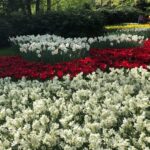 Keukenhof, Tulip Farm, Flower Fields & Windmills - The Value of the Tour