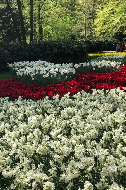 Keukenhof, Tulip Farm, Flower Fields & Windmills - The Value of the Tour