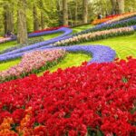 Keukenhof Tulip Garden Tour - Final Thoughts