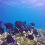 Key Largo: Molasses Reef Novice to Intermediate Dive - An In-Depth Look at the Molasses Reef Tour