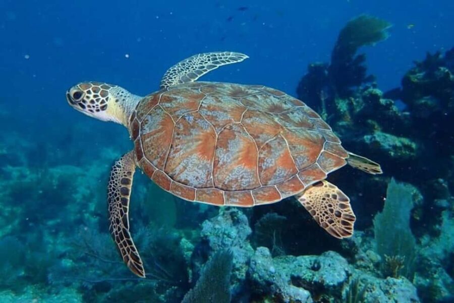 Key Largo: Snorkeling Trip - FAQ