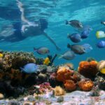 Key West: 2 Reef Snorkel With Sunset Cruise, Includes Drinks - The Experience in Depth