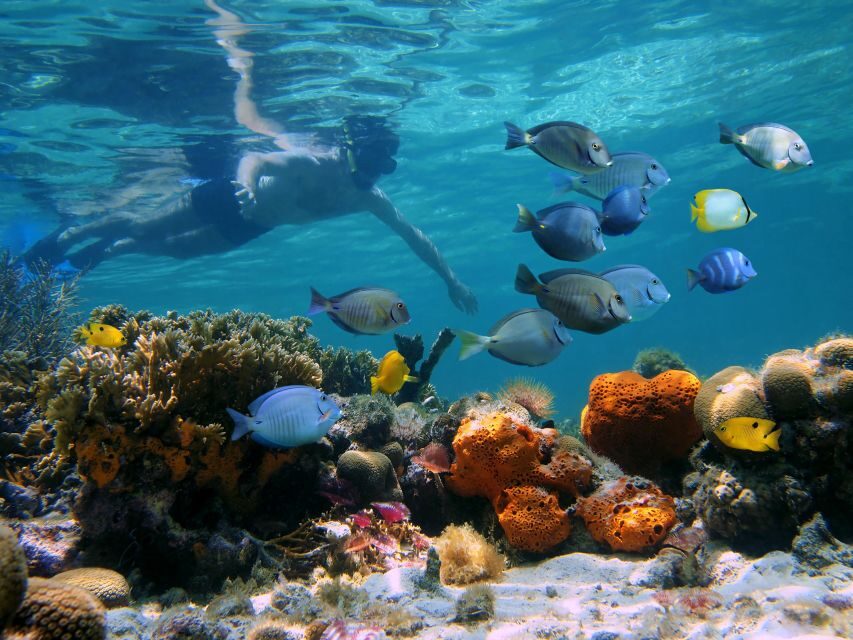 Key West: 2 Reef Snorkel With Sunset Cruise, Includes Drinks - The Experience in Depth