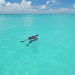 Key West: Dolphin Watching and Snorkeling Eco Cruise Tour - A Detailed Look at the Tour Experience