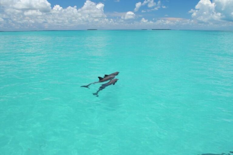 Key West: Dolphin Watching and Snorkeling Eco Cruise Tour - A Detailed Look at the Tour Experience