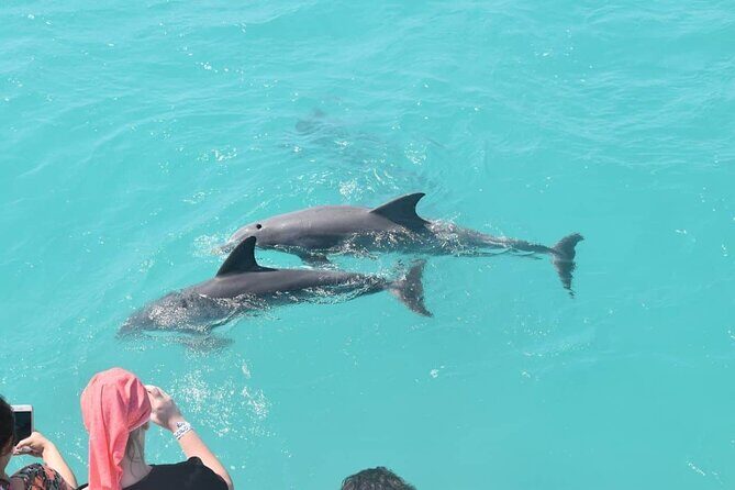 Key West: Dolphin Watching cruise & Snorkeling unlimited beer & soda - In-Depth Review of the Key West Dolphin Watching & Snorkeling Tour