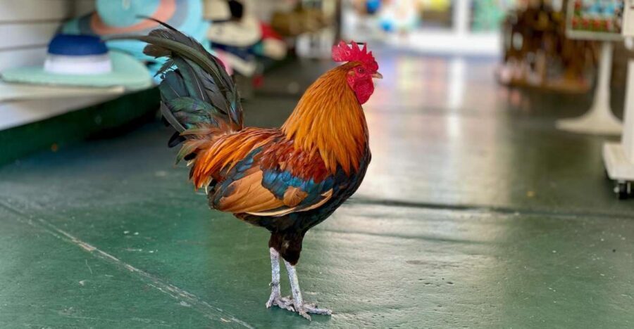 Key West: Secret Walking Food Tour - Beyond the Food: The Local Context