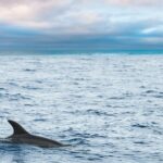 Key West Sunset Sail: Dolphin Watching, Wine, and Tapas - Is It Worth the Price?