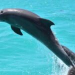 Key West's Favorite Afternoon Dolphin Sail - Why This Tour Works — Key Value Points
