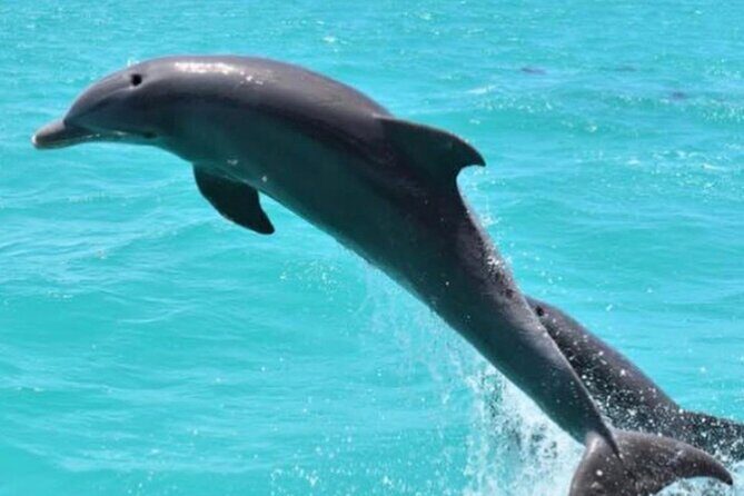 Key West's Favorite Afternoon Dolphin Sail - Why This Tour Works — Key Value Points