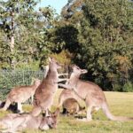 Kiama Blowholes, Sea Cliff Bridge and Royal National Park tour - Practical Details: What You Need to Know