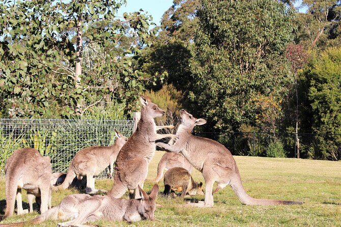 Kiama Blowholes, Sea Cliff Bridge and Royal National Park tour