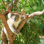 Kiama & Kangaroos - Sydney South Coast Escape Private Tour - Driving Scenic Routes and Iconic Bridges