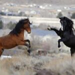 Kicking Red Canyon Wild Mustang Bus Tour Deals 5 PM In Cody - Pros and Cons Based on Reviews