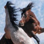 Kicking Red Canyon Wild Mustang Bus Tour Deals 8am Daily - In-Depth Look at the Tour Experience