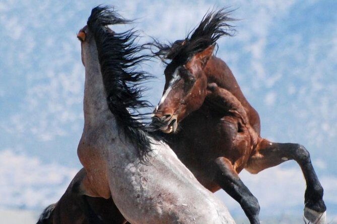 Kicking Red Canyon Wild Mustang Bus Tour Deals 8am Daily - In-Depth Look at the Tour Experience