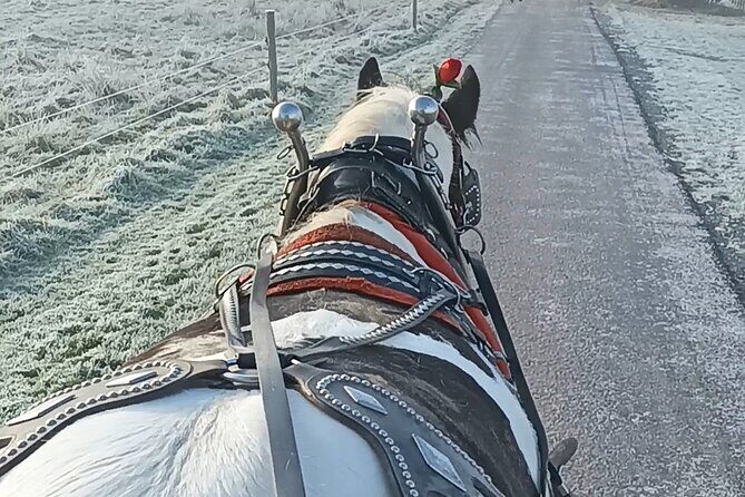 Killarney Jaunting Car Tour - Who Will Love This Tour?