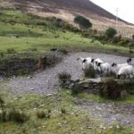 Killarney Super Saver: Dingle and Slea Head Day Trip plus Ring of Kerry and Killarney Lakes Day Trip - Authentic Experiences and Guide Excellence