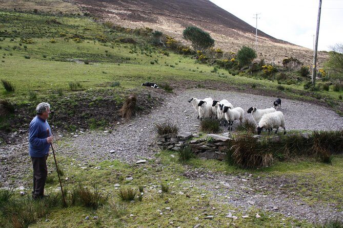 Killarney Super Saver: Dingle and Slea Head Day Trip plus Ring of Kerry and Killarney Lakes Day Trip - Authentic Experiences and Guide Excellence
