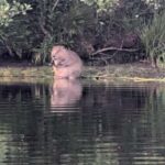 Killin: Loch Tay Beaver Canoe Tour - What to Expect on the Tour