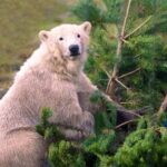 Kingussie: Highland Wildlife Park Entry Ticket - Practical Details and Tips