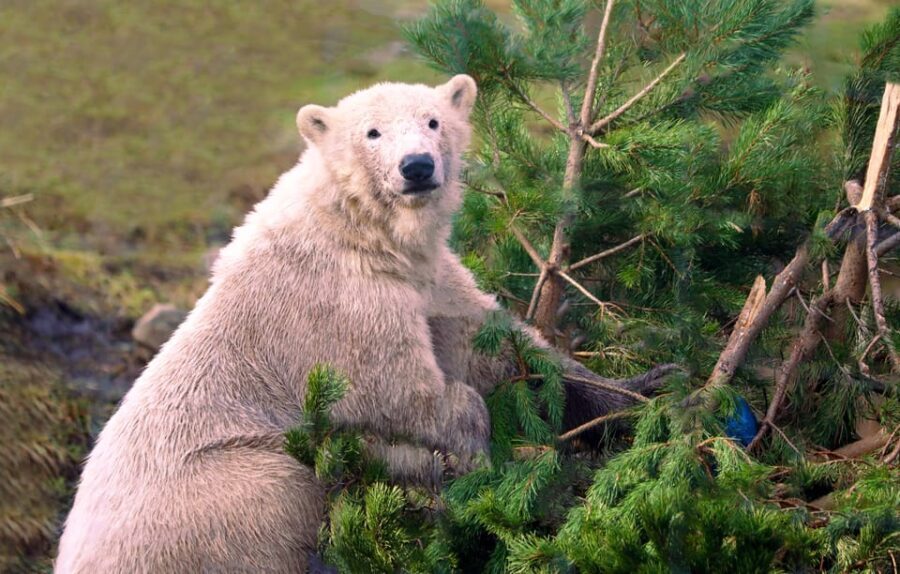 Kingussie: Highland Wildlife Park Entry Ticket - Practical Details and Tips