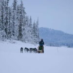 Kiruna: Husky Sled Ride with Traditional Lunch - Who Will Love This Tour?